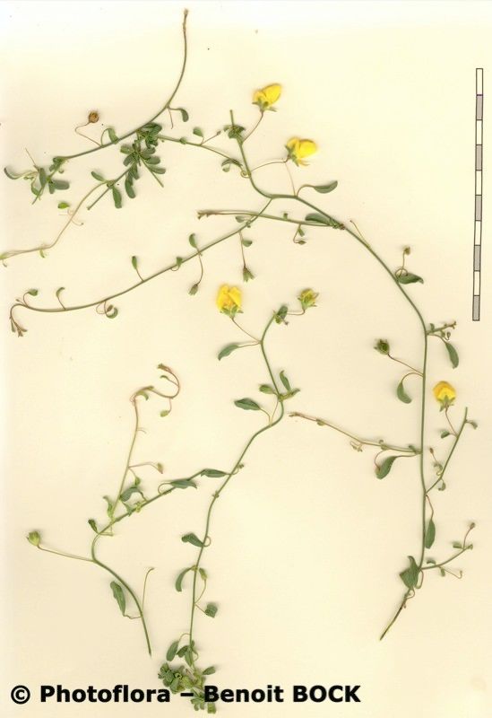 Kickxia urbanii other