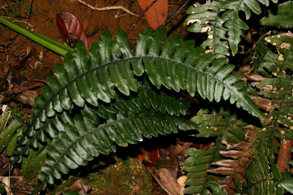 Blechnum opacum — houseplant care guide