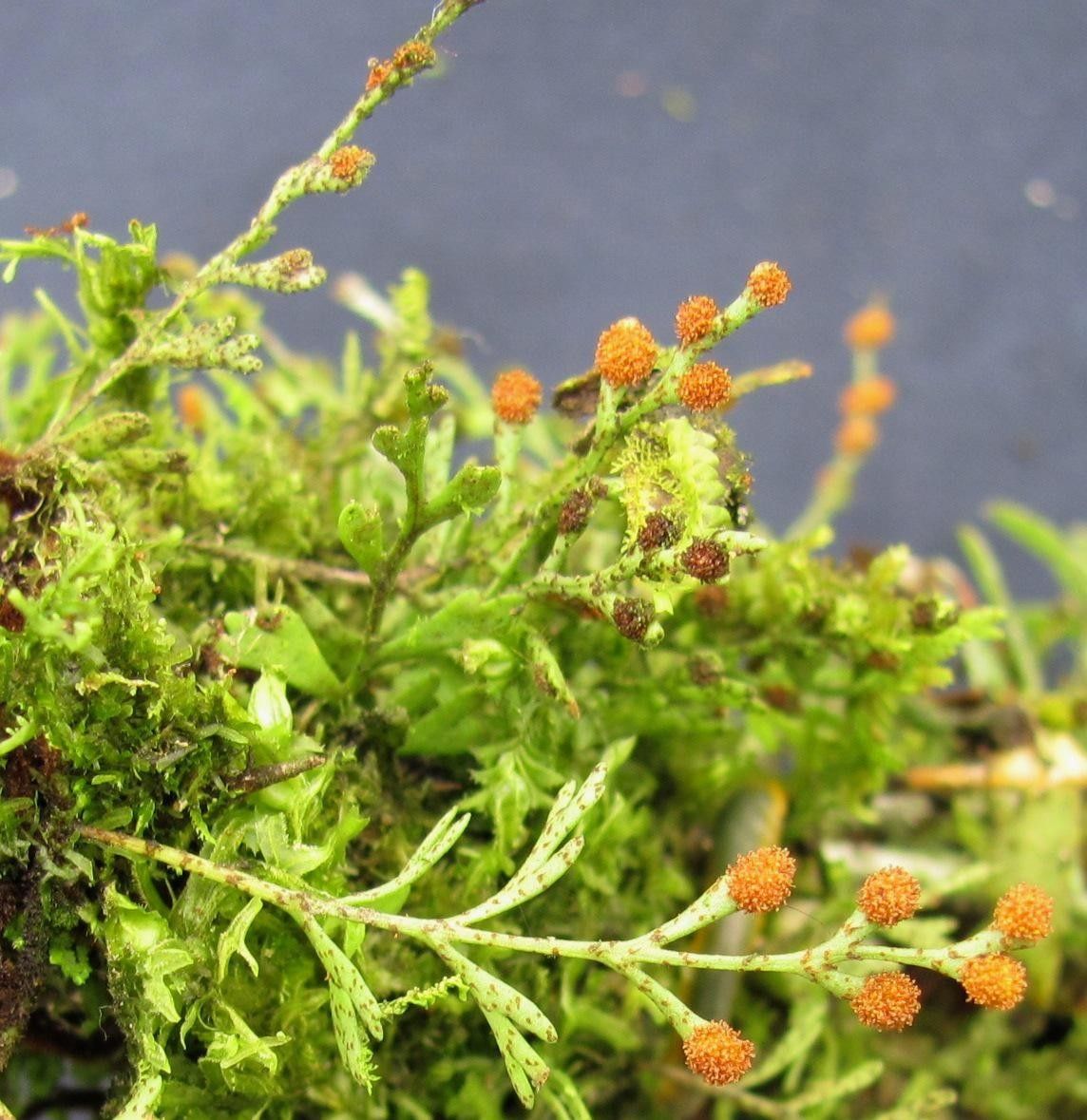 Pleopeltis fallax habit