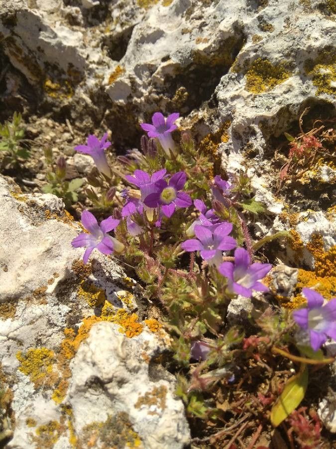 Githopsis pulchella — related species from the same genus