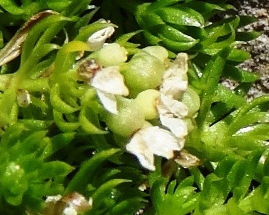 Galium pyrenaicum flower