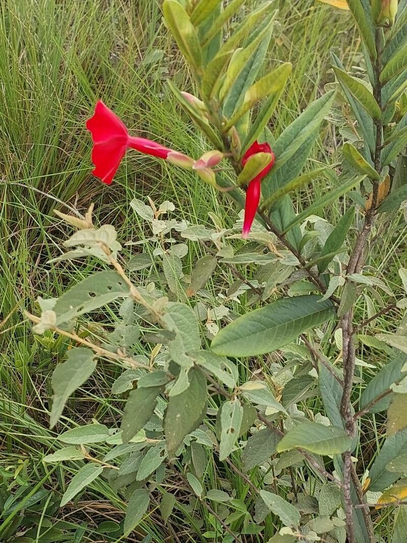 Erythroxylum ligustrinum leaf