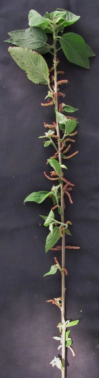 Acalypha leptopoda — houseplant care guide