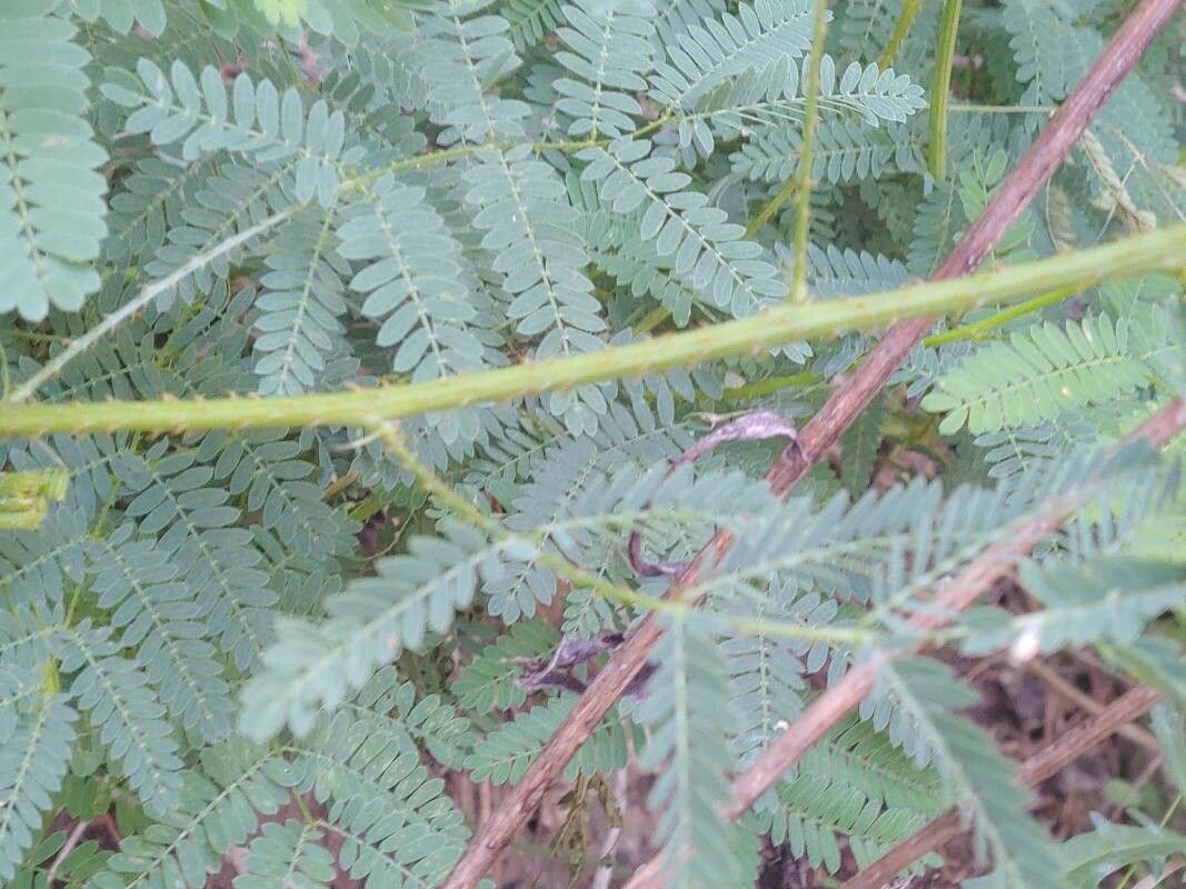 Mimosa Quadrivalvis bark