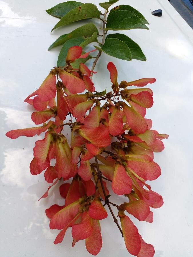 Heteropterys panamensis fruit