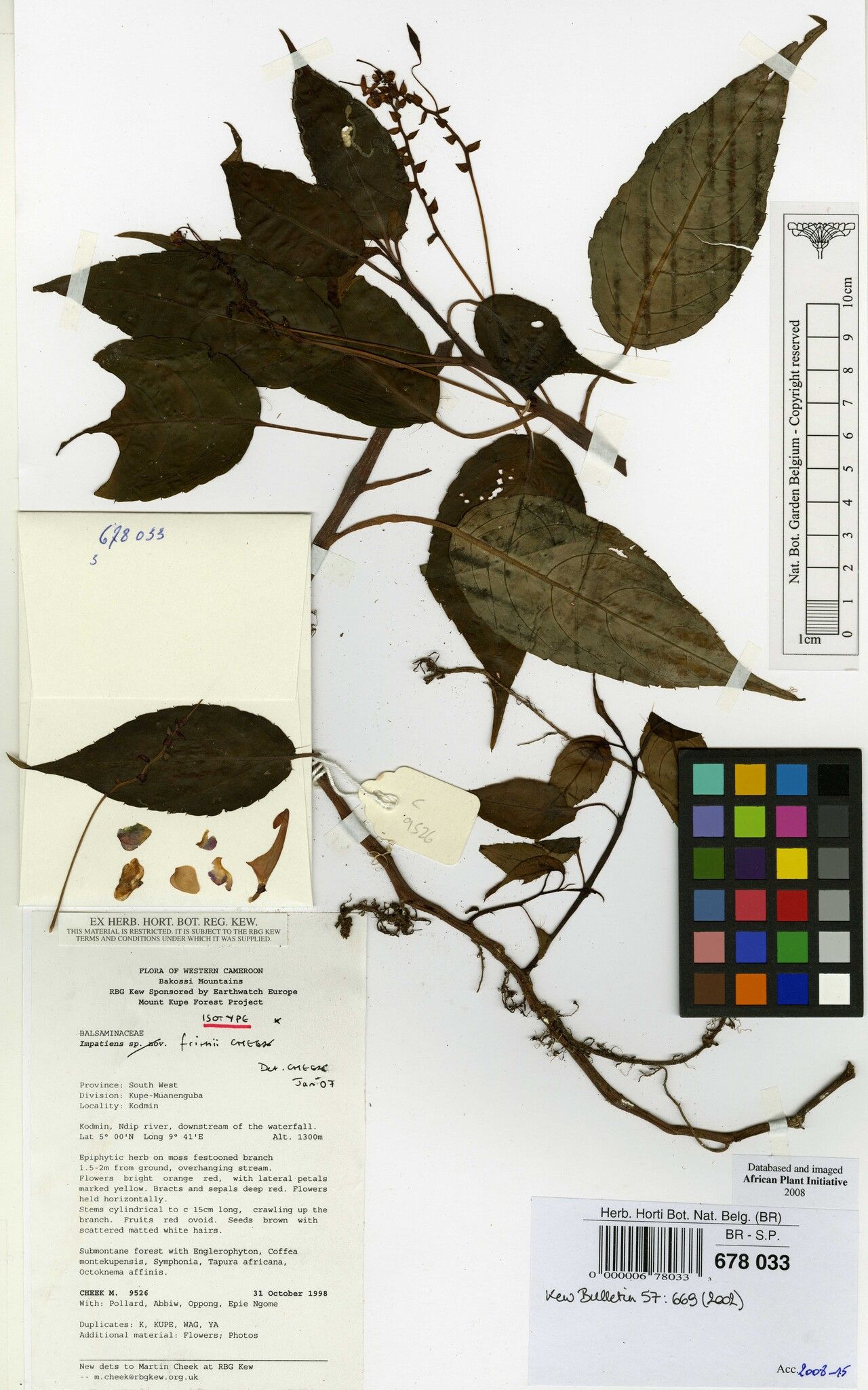 Impatiens frithii — houseplant care guide