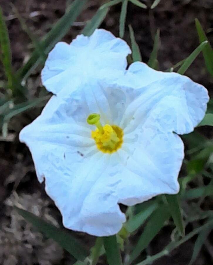 Nierembergia rigida — houseplant care guide