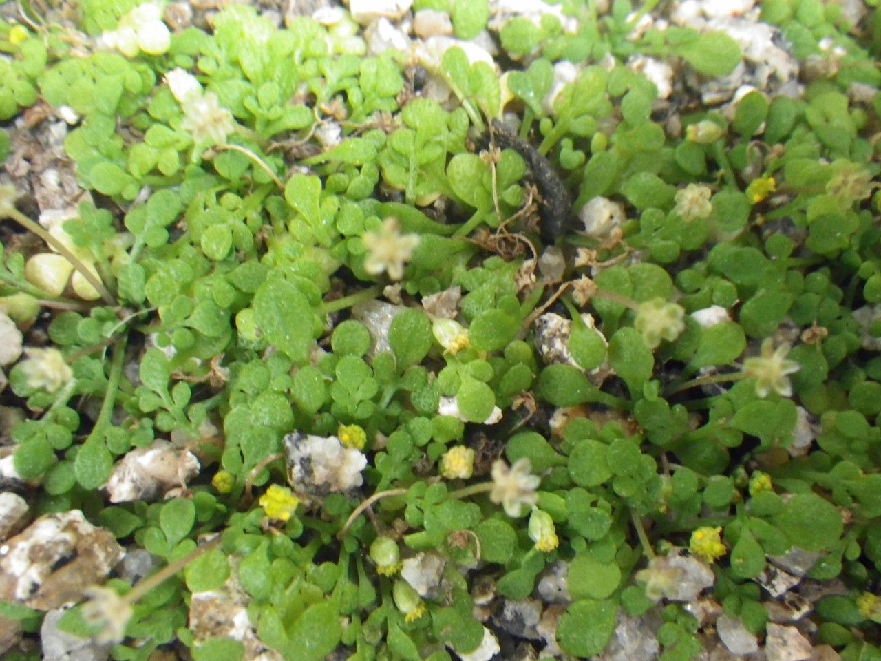 Nananthea perpusilla leaf