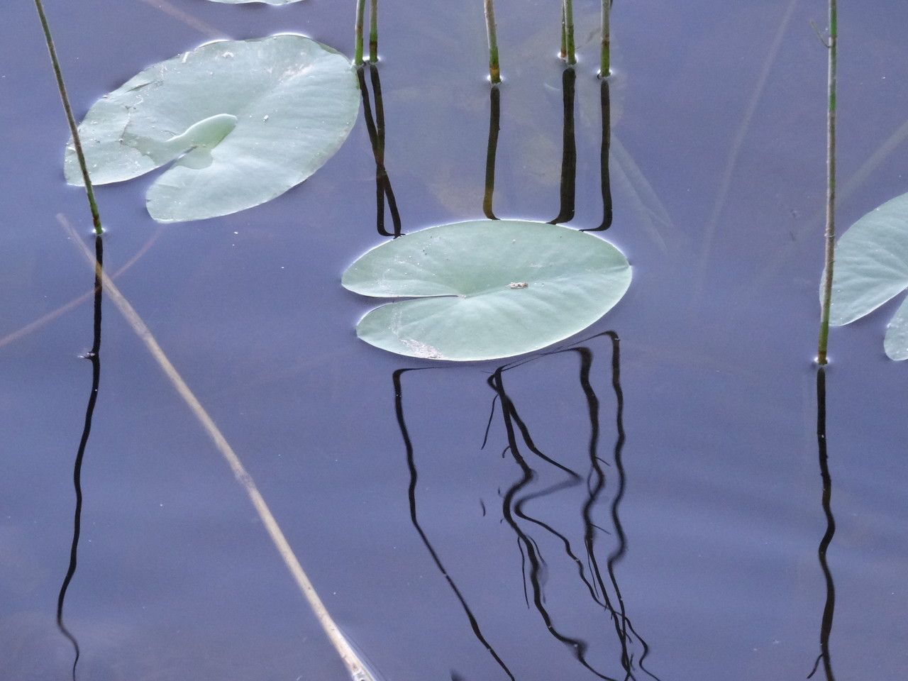 Nuphar pumila — search result for 'Switzerland'