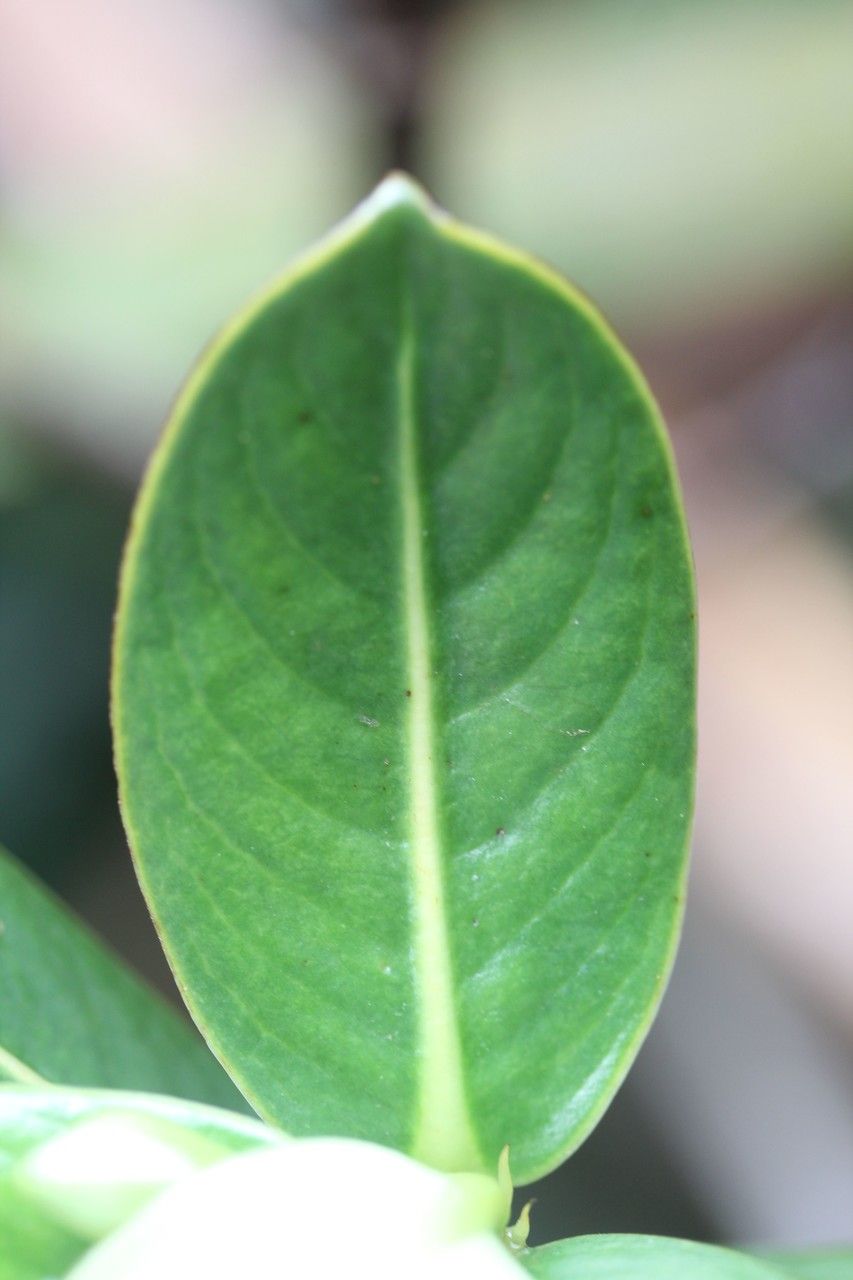 Gaertnera psychotrioides — houseplant care guide