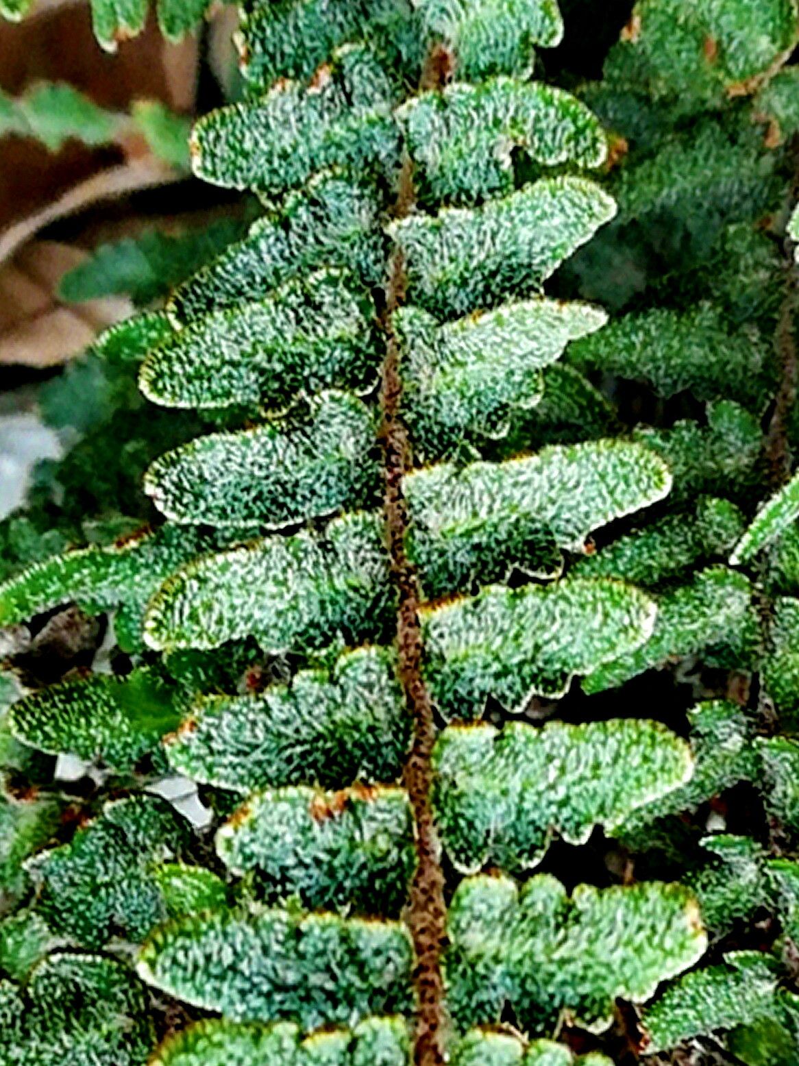 Hemionitis beitelii — houseplant care guide