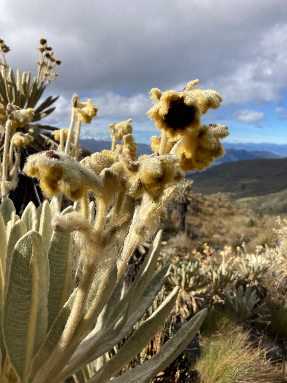 Espeletia lopezii flower