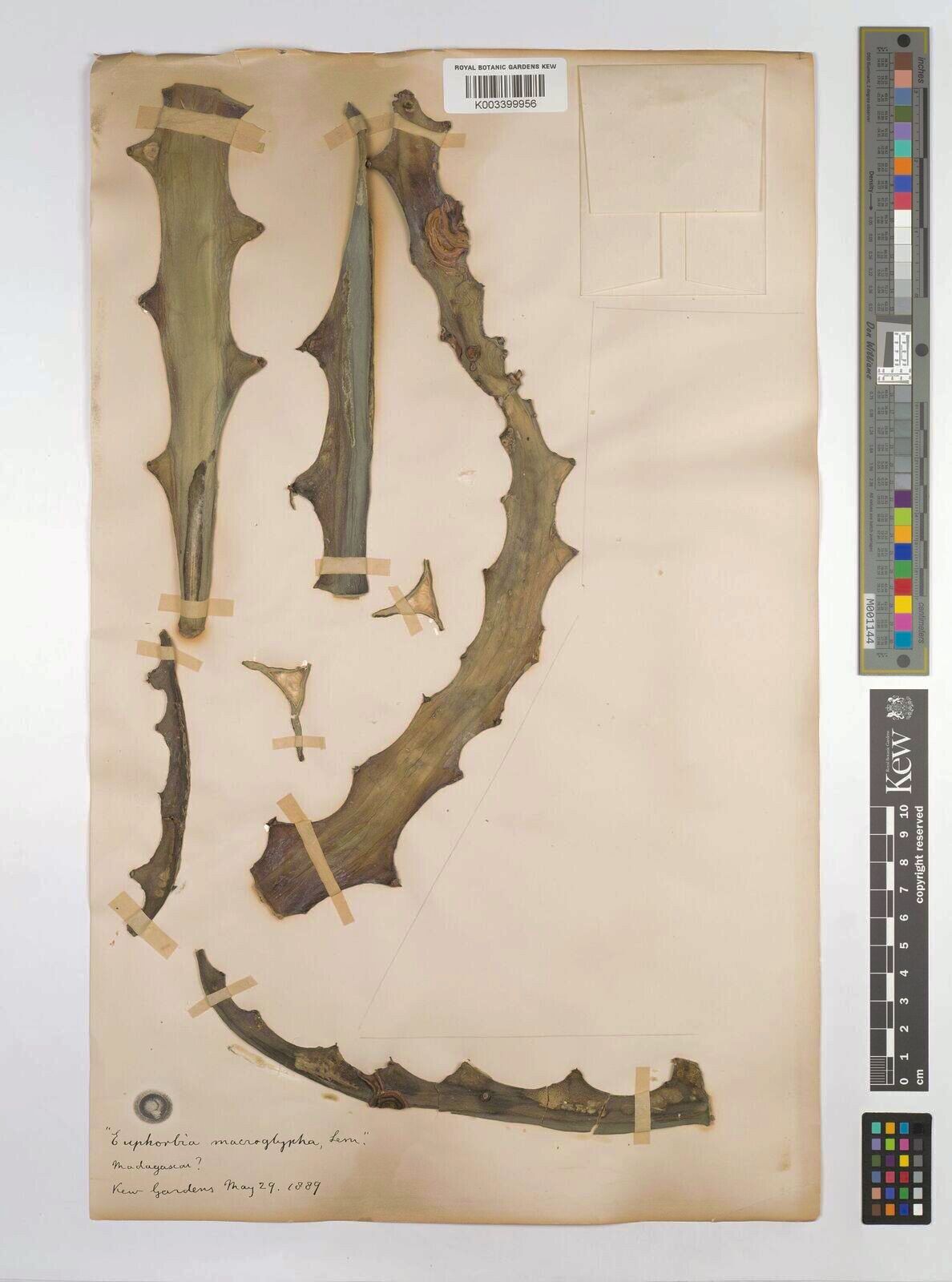 Euphorbia macroglypha — houseplant care guide