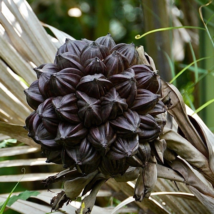 Nypa fruticans fruit