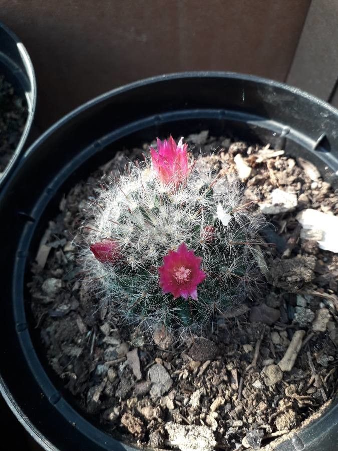 Mammillaria wrightii flower