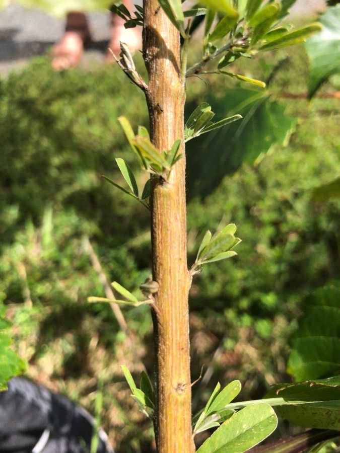 Lespedeza virginica bark
