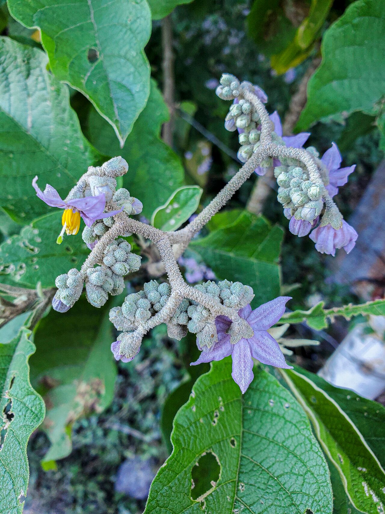 Solanum brevipedicellatum flower