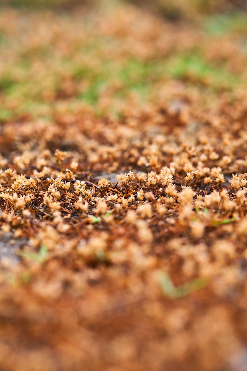 Elatine macropoda habit