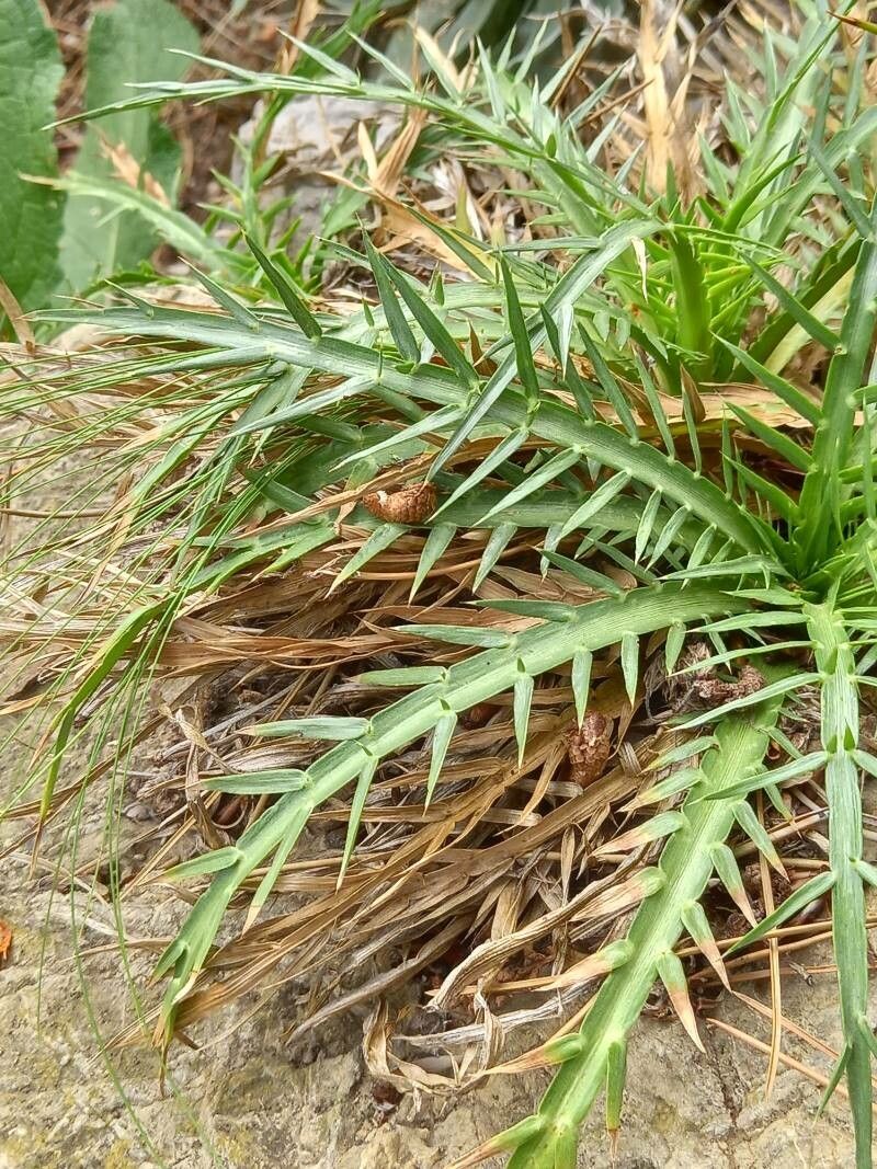 Eryngium venustum — search result for 'Eryngium'