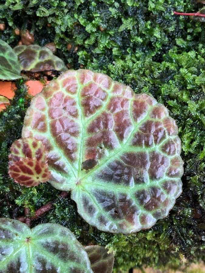 Begonia rajah leaf