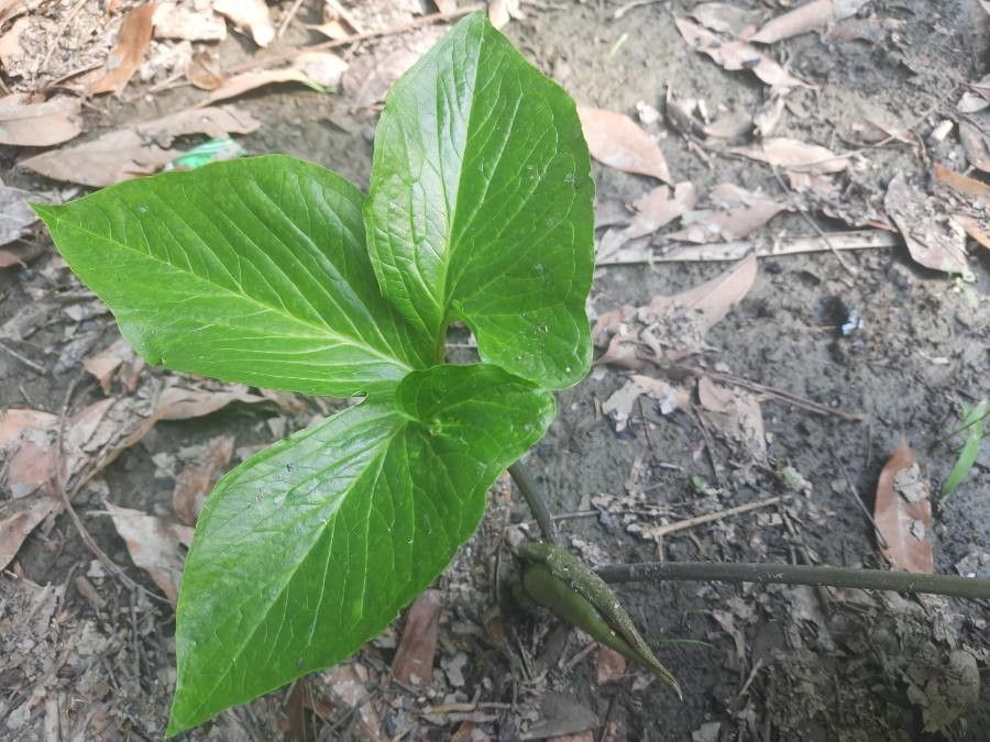 Typhonium trilobatum — related species from the same genus