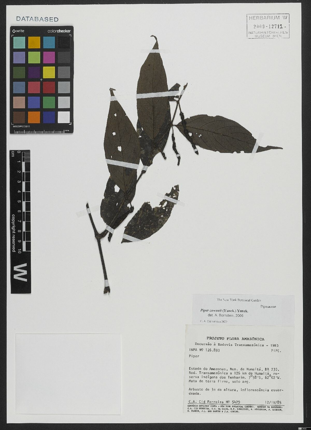 Piper cowanii — houseplant care guide