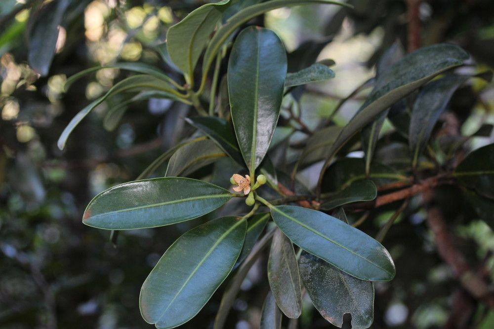 Zygogynum vieillardii habit