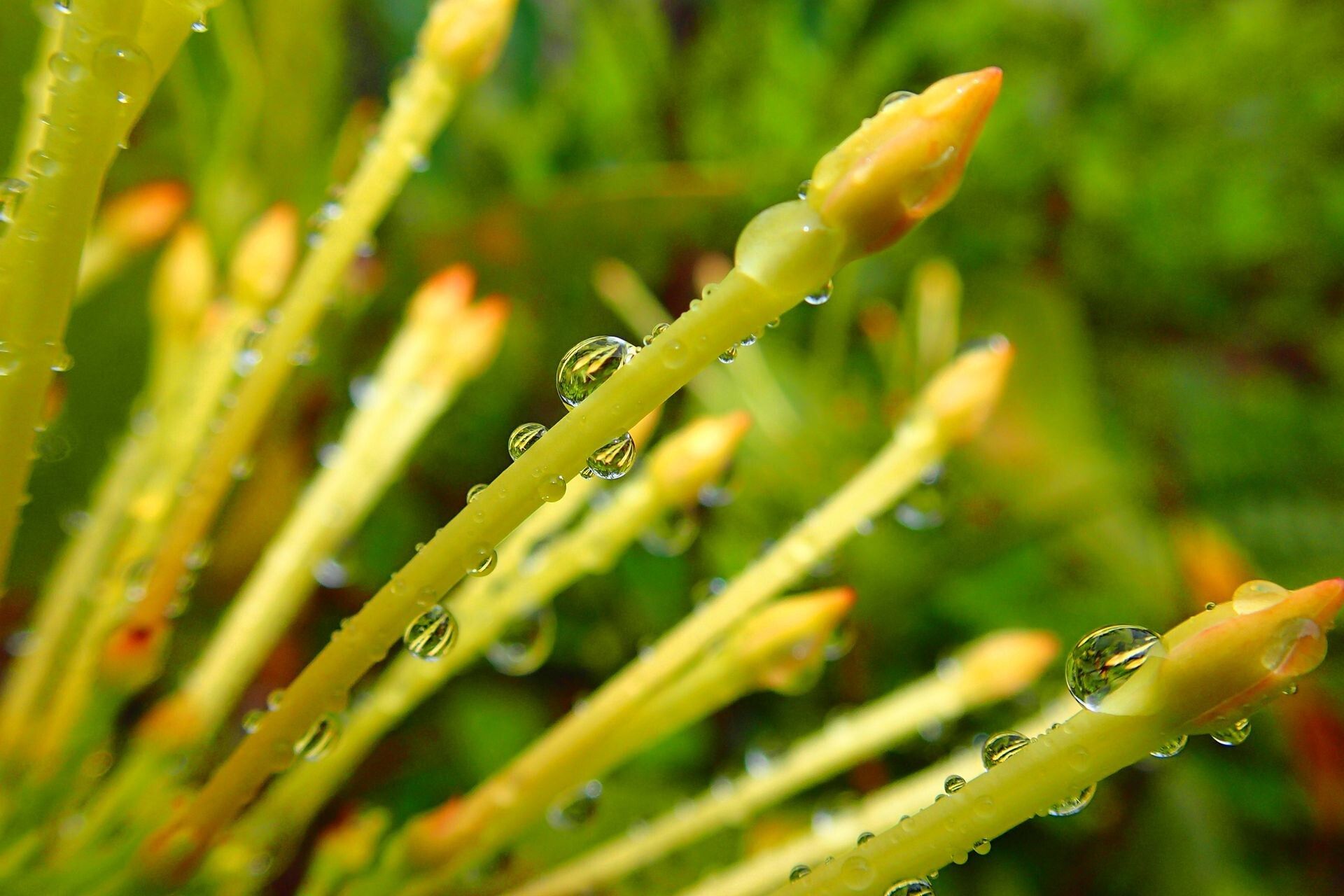 Ixora francii flower