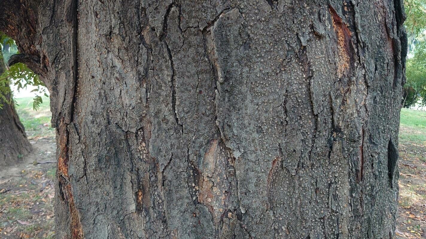 Kirkia acuminata bark