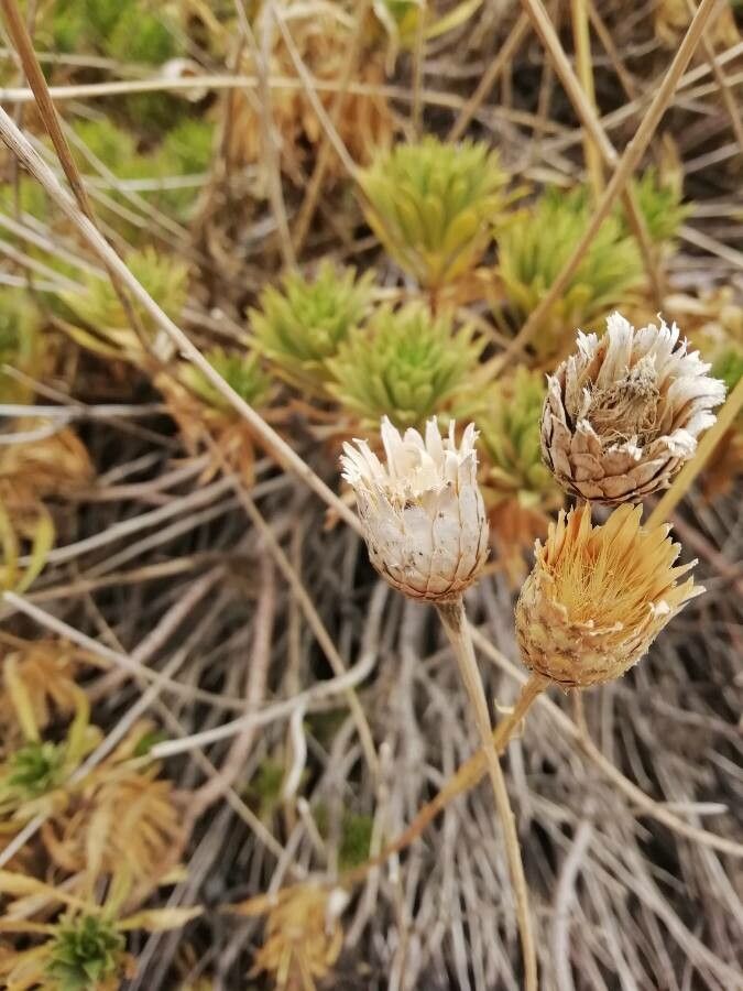 Cheirolophus teydis flower
