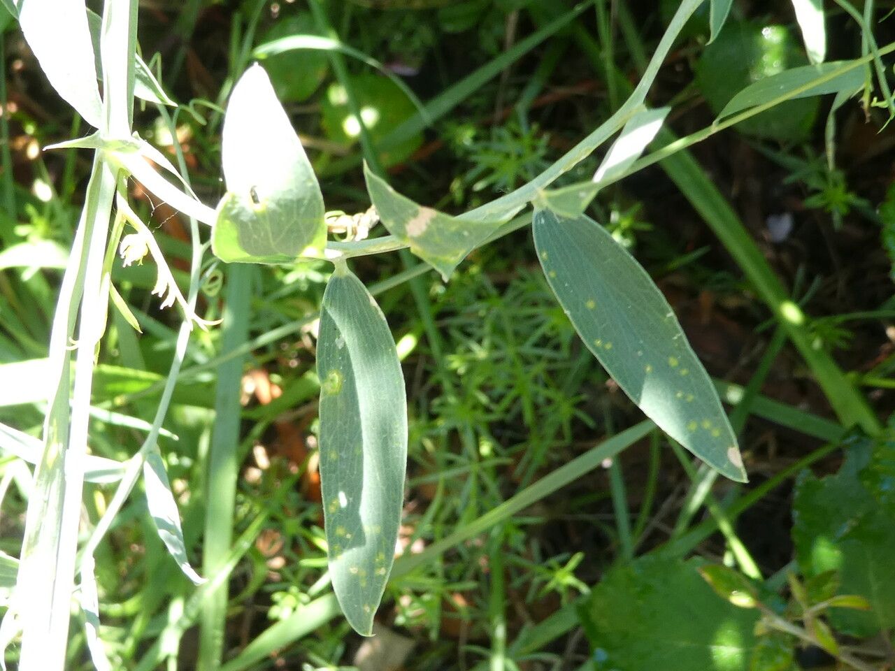 Lathyrus cirrhosus — search result for 'Lathyrus'