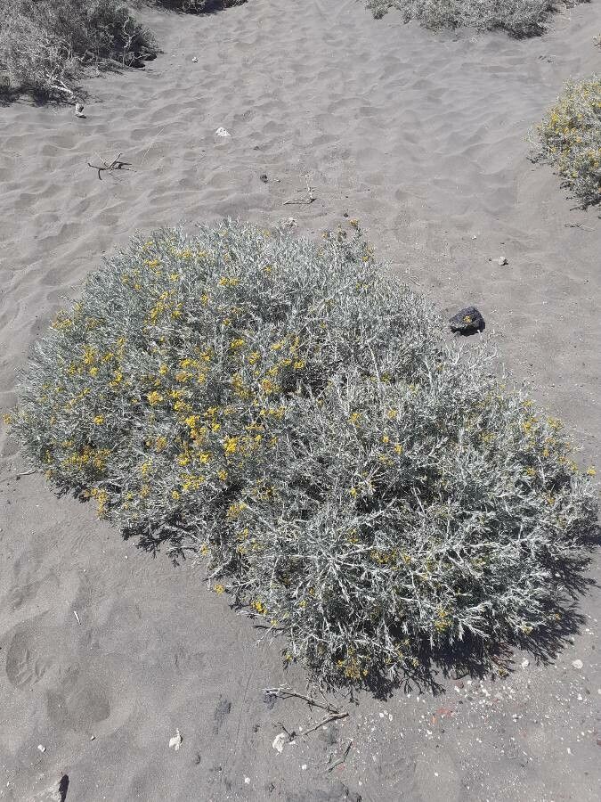 Cneorum pulverulentum habit