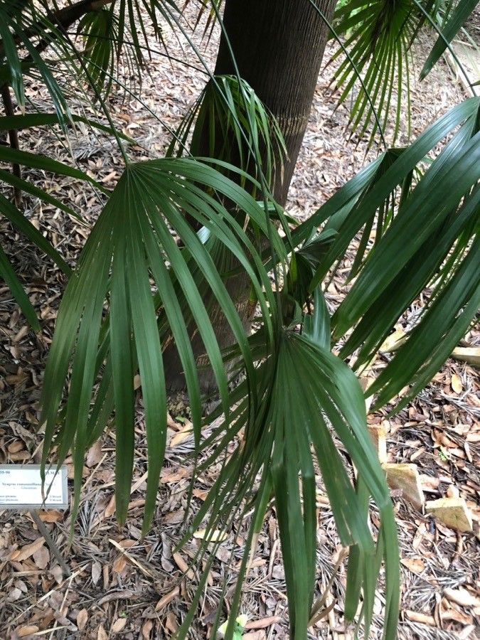 Syagrus romanzoffiana