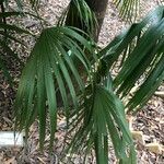 Syagrus romanzoffiana