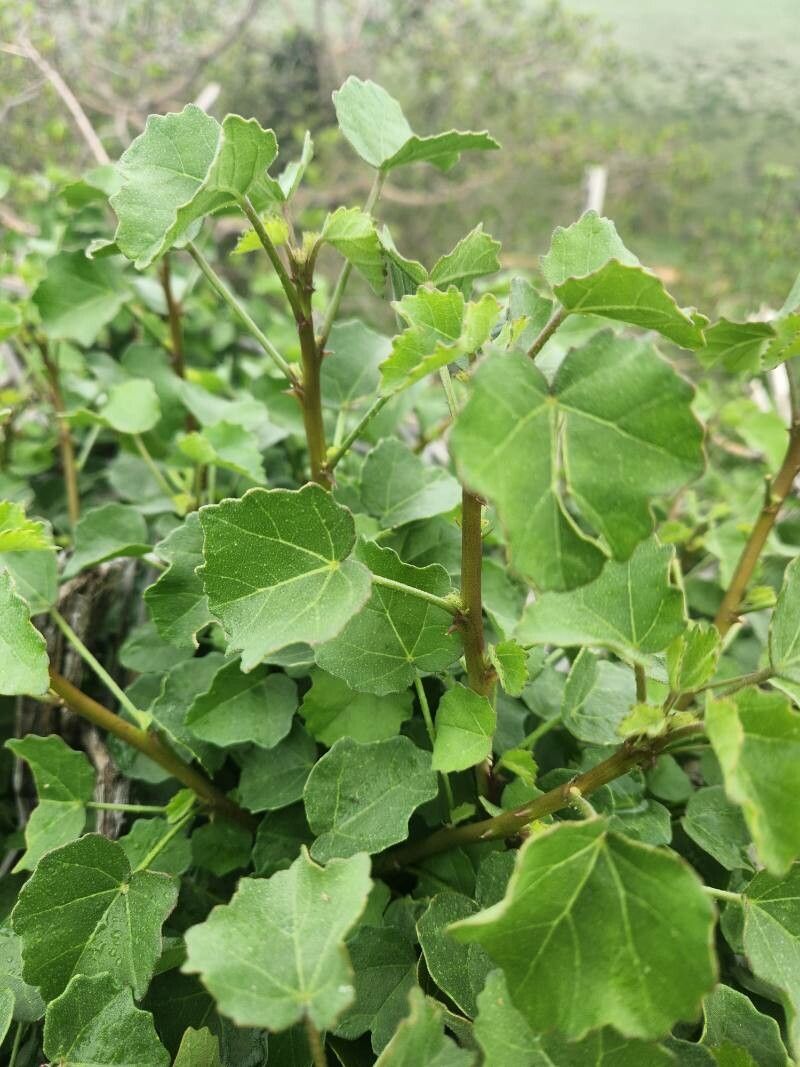 Hibiscus sparseaculeatus leaf