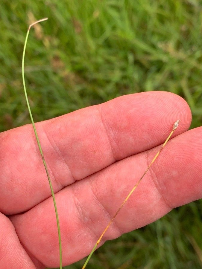 Eleocharis acicularis fruit