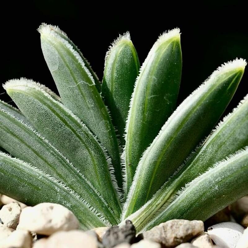 Ornithogalum britteniae — houseplant care guide