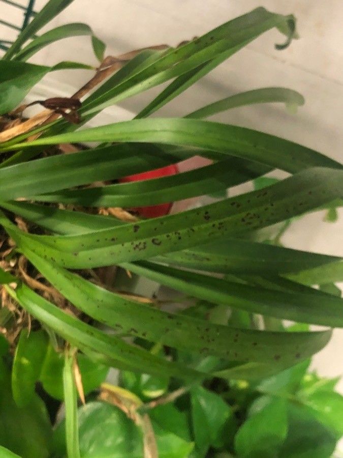Brasiliorchis picta — houseplant care guide