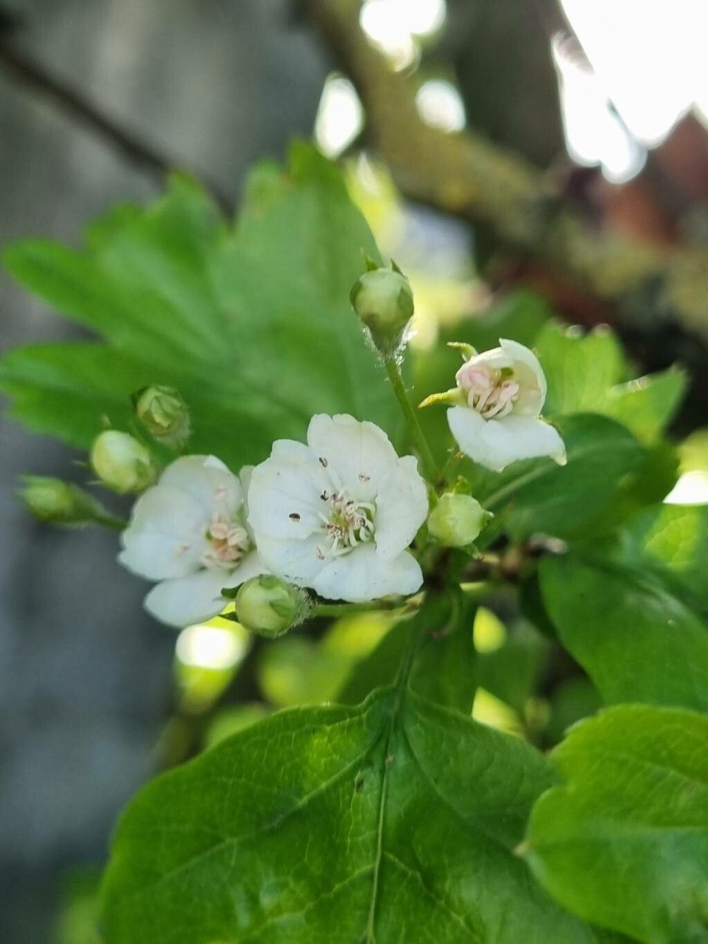 Crataegus × media flower
