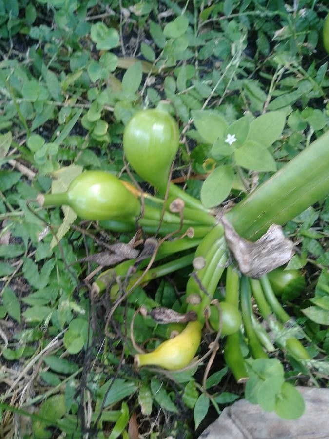 Crinum americanum fruit