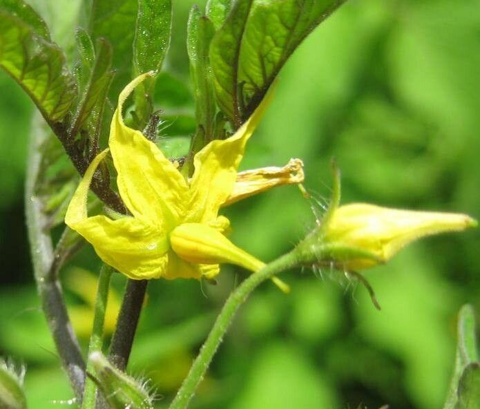 Solanum cheesmaniae — houseplant care guide