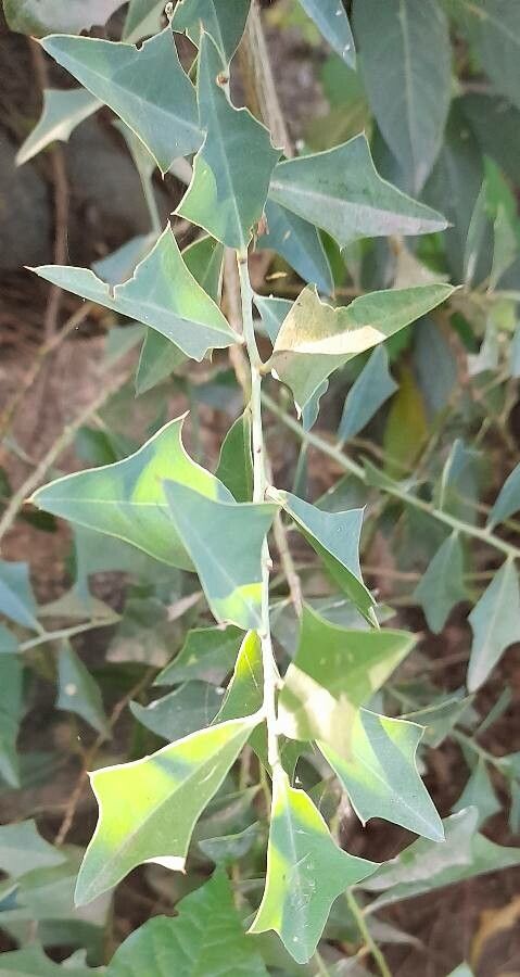 Jodina rhombifolia leaf