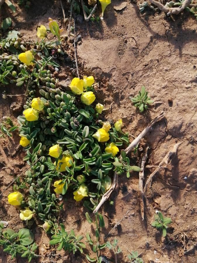 Kickxia heterophylla flower