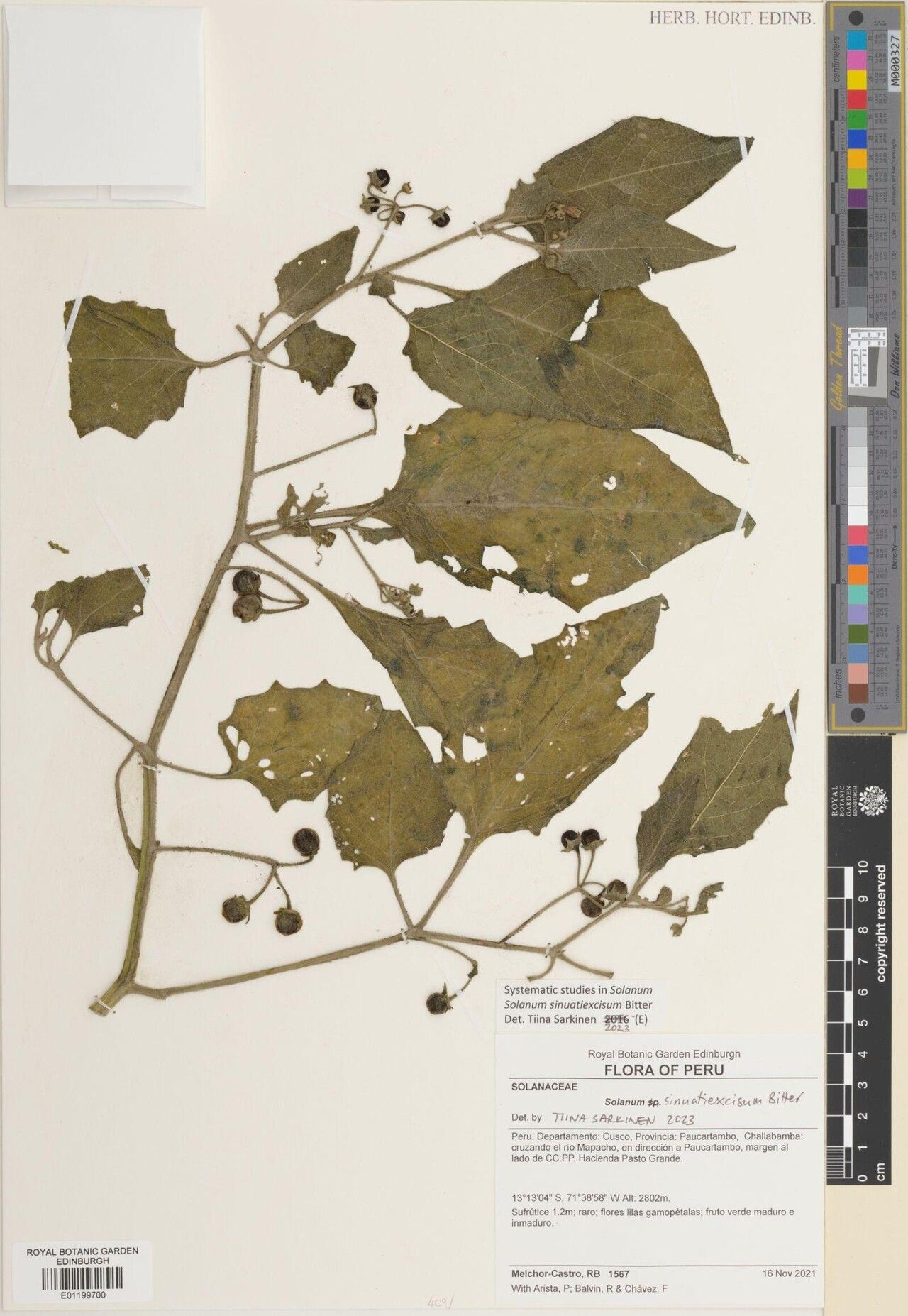 Solanum sinuatiexcisum — houseplant care guide