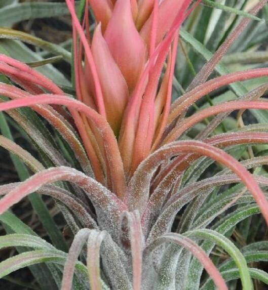 Tillandsia delicata — houseplant care guide