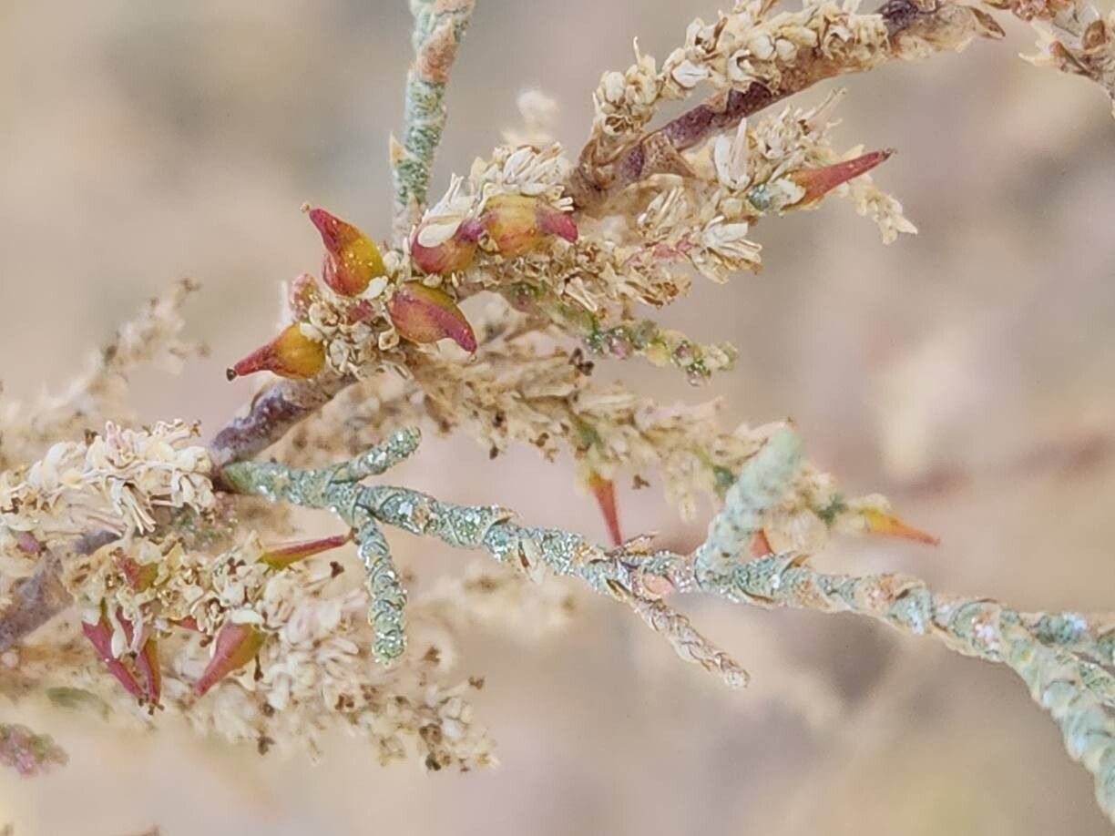 Tamarix mascatensis fruit