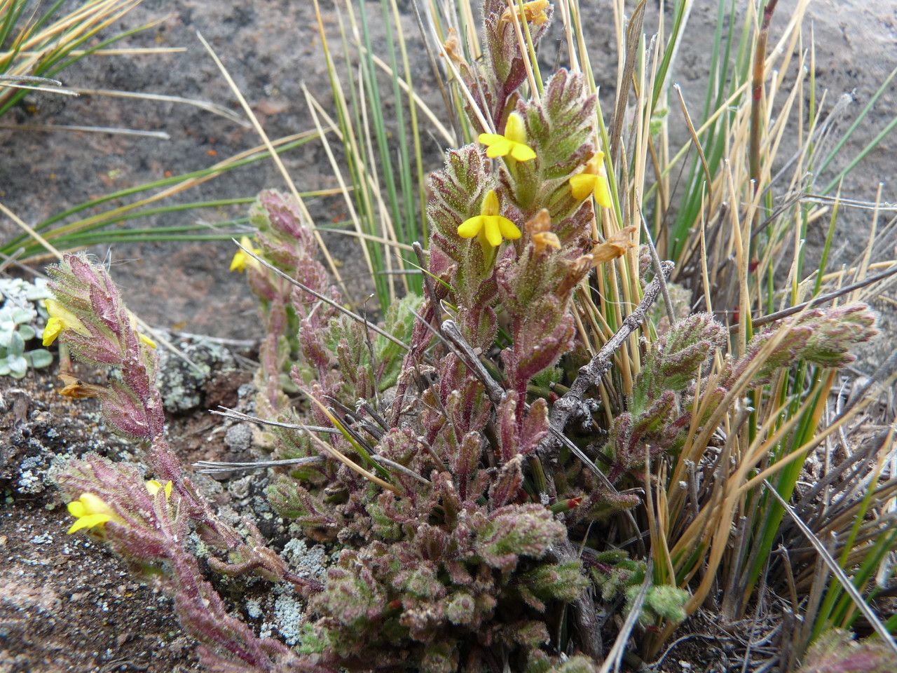 Bartsia elongata habit