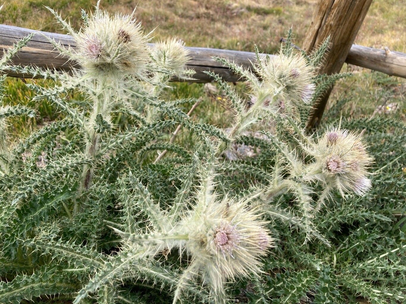 Cirsium scopulorum flower
