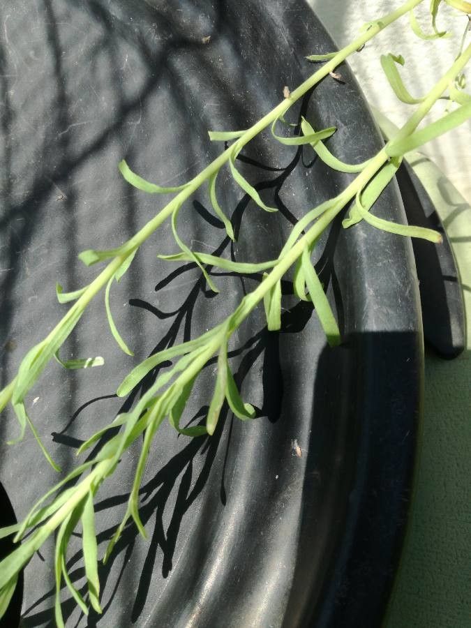 Rhodanthe chlorocephala — related species from the same genus