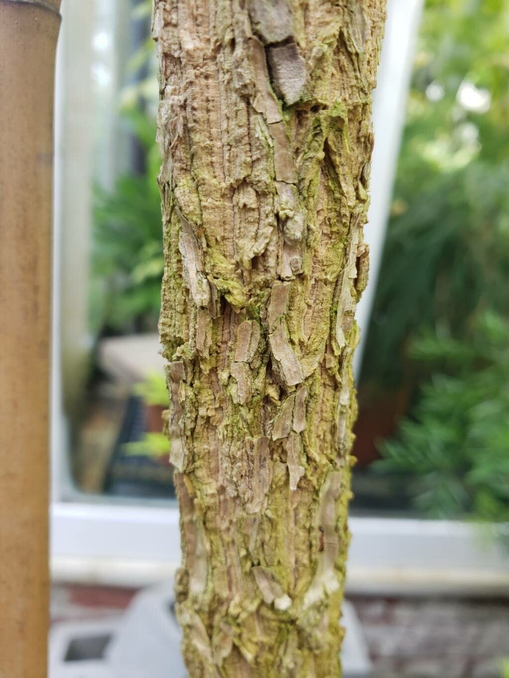 Voacanga grandifolia bark